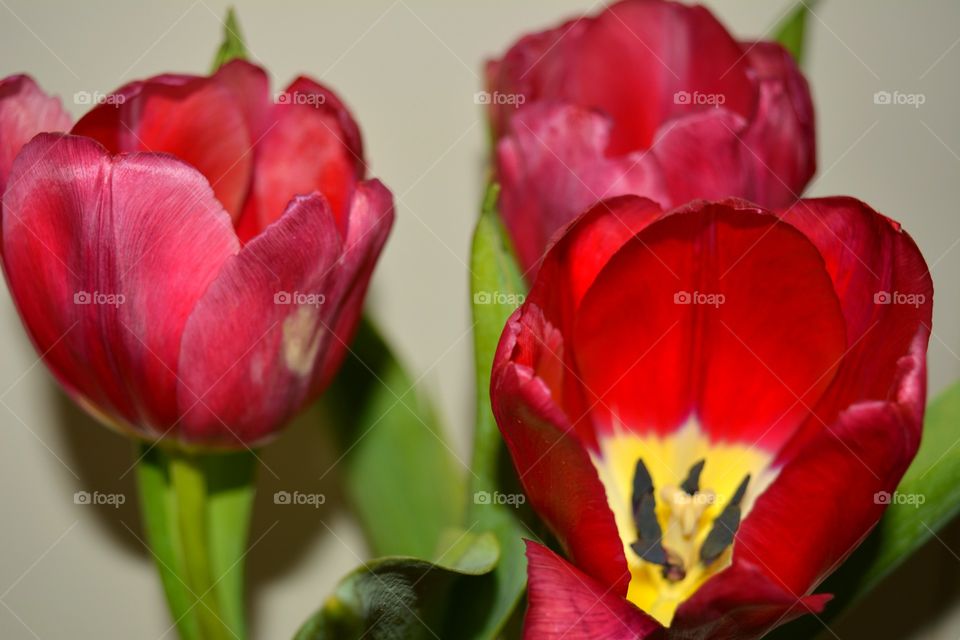 Tulip, Flower, Love, Nature, No Person