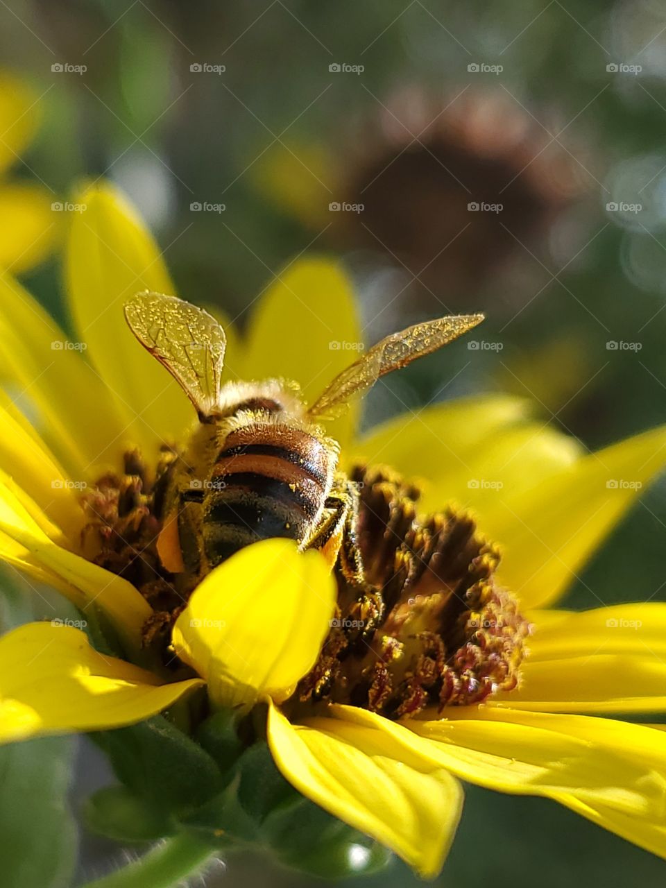 Honeybee illuminated by sunlight while pollinating a yellow sunflower