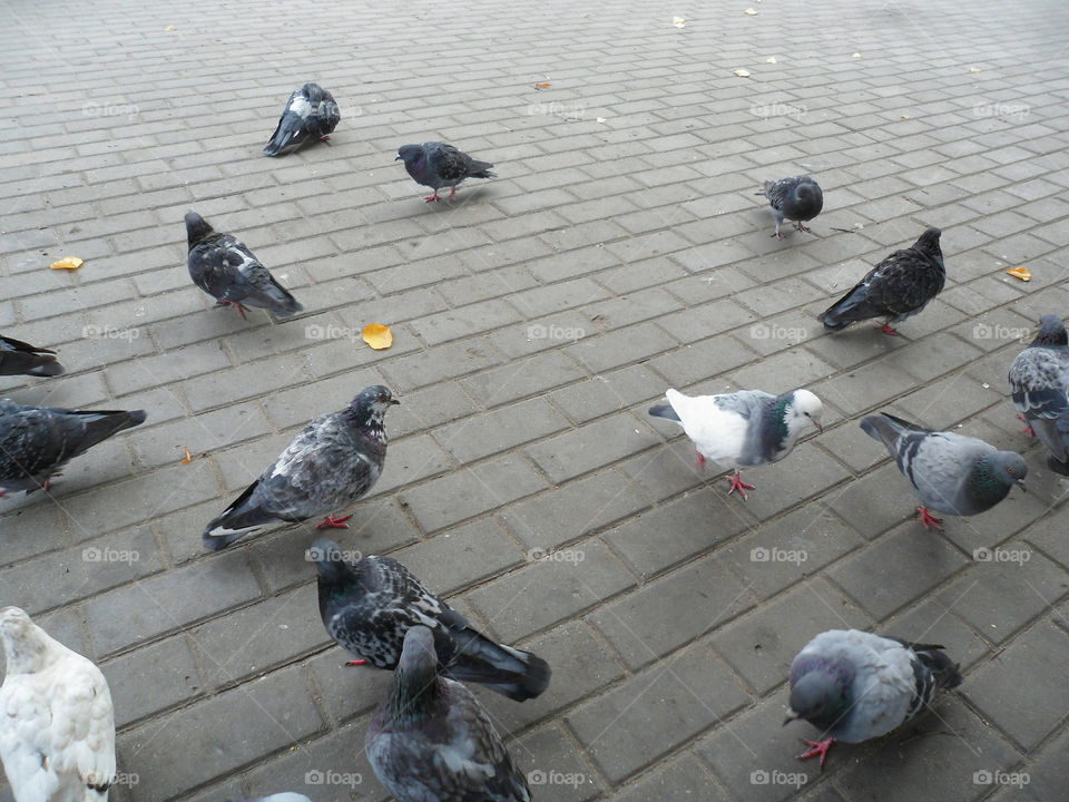 urban pigeons on the street in Kiev, Ukraine