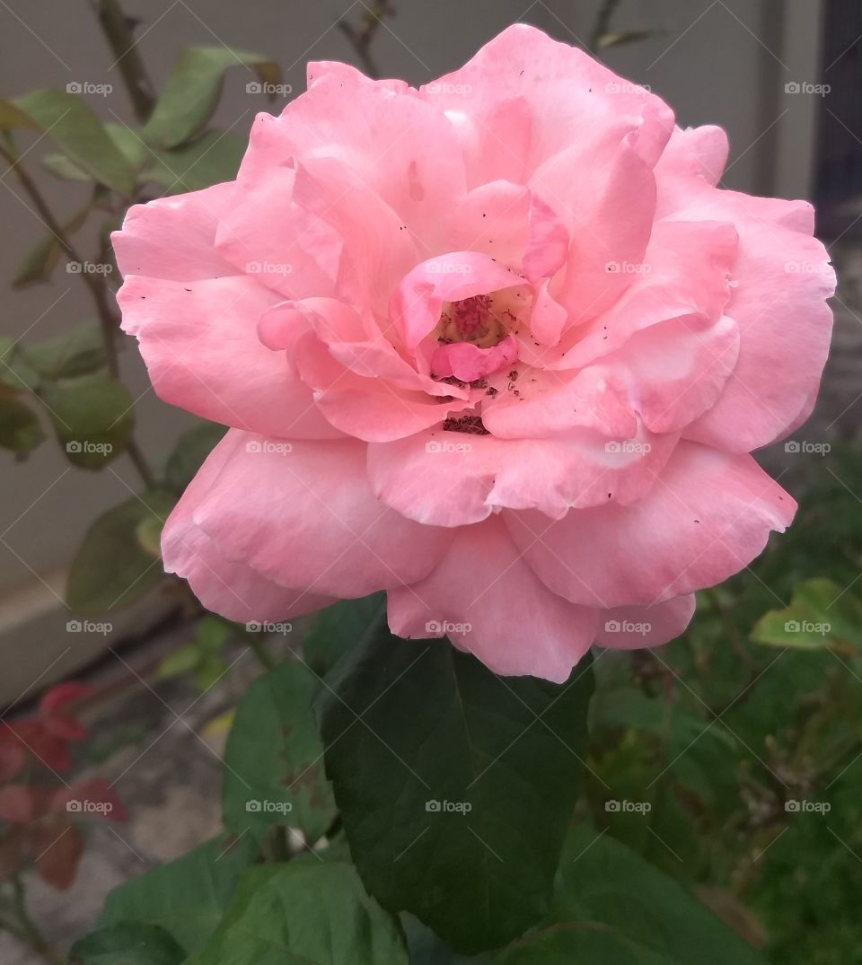 rose