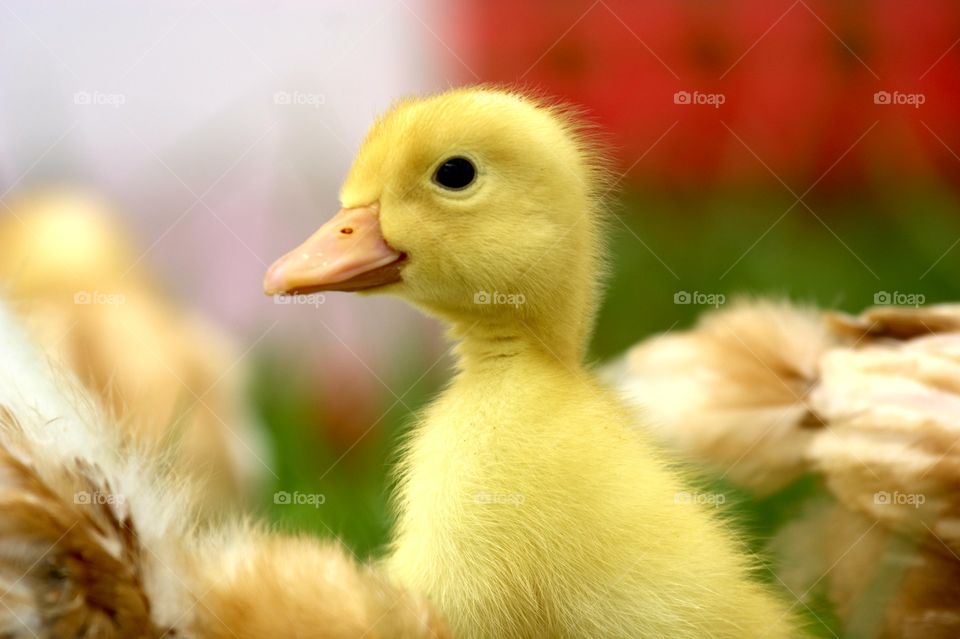 Close-up of yellow duckling