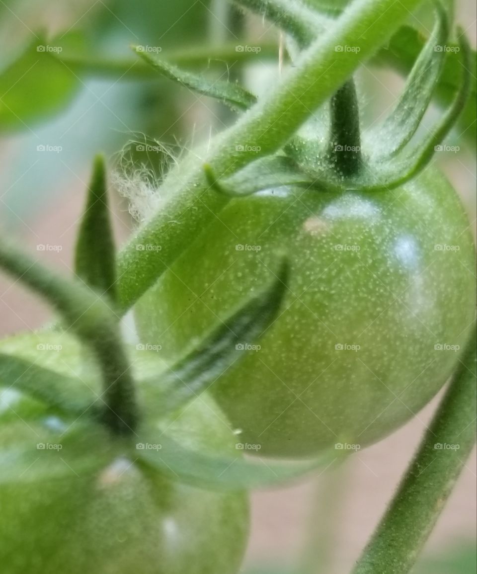 tiny green tomatoes