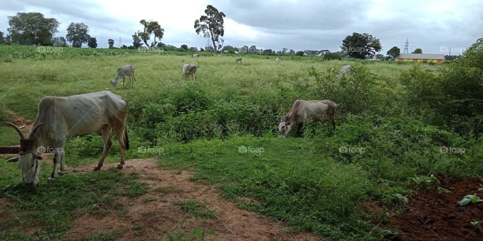 Hallikar cows grazing in the field