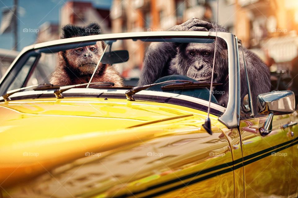 funny monkey driving car