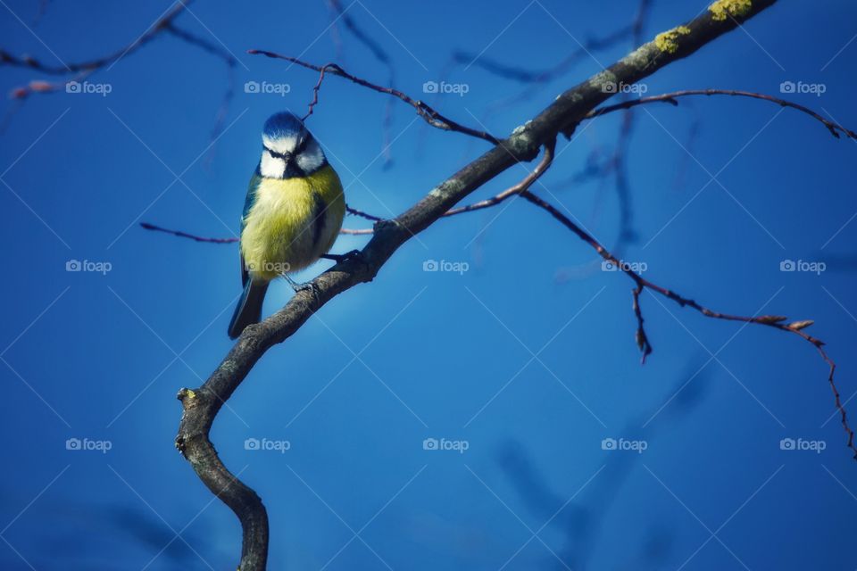 Eurasian Blue Tit