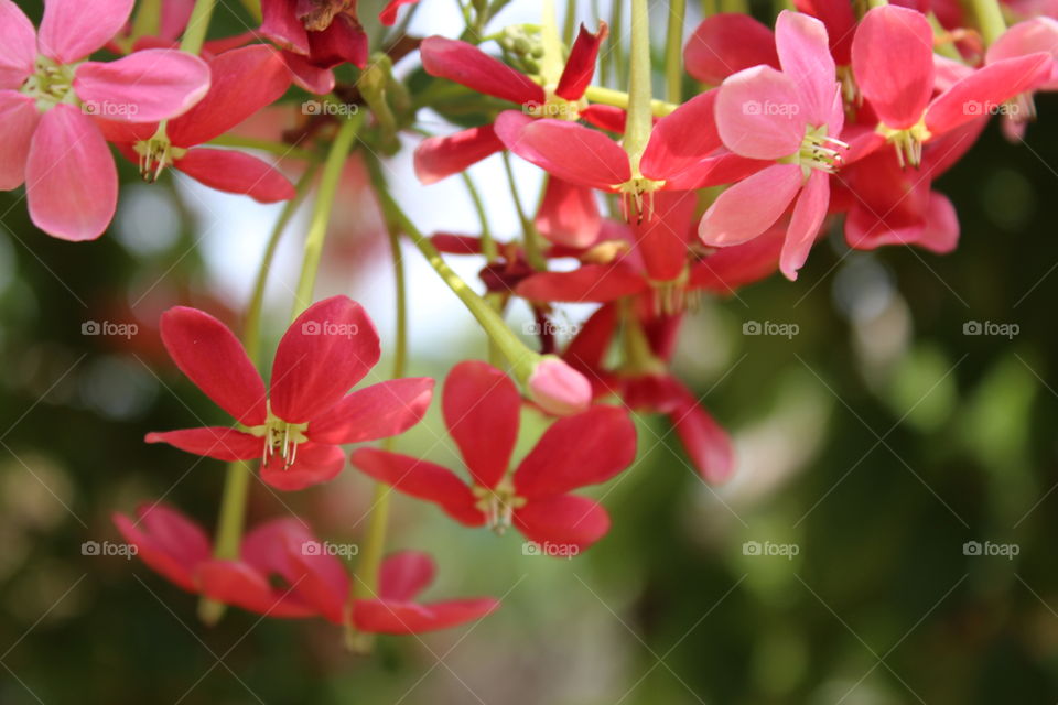 Flower, Nature, Flora, Garden, Petal