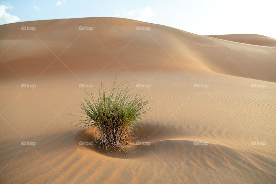 Summertime in the desert