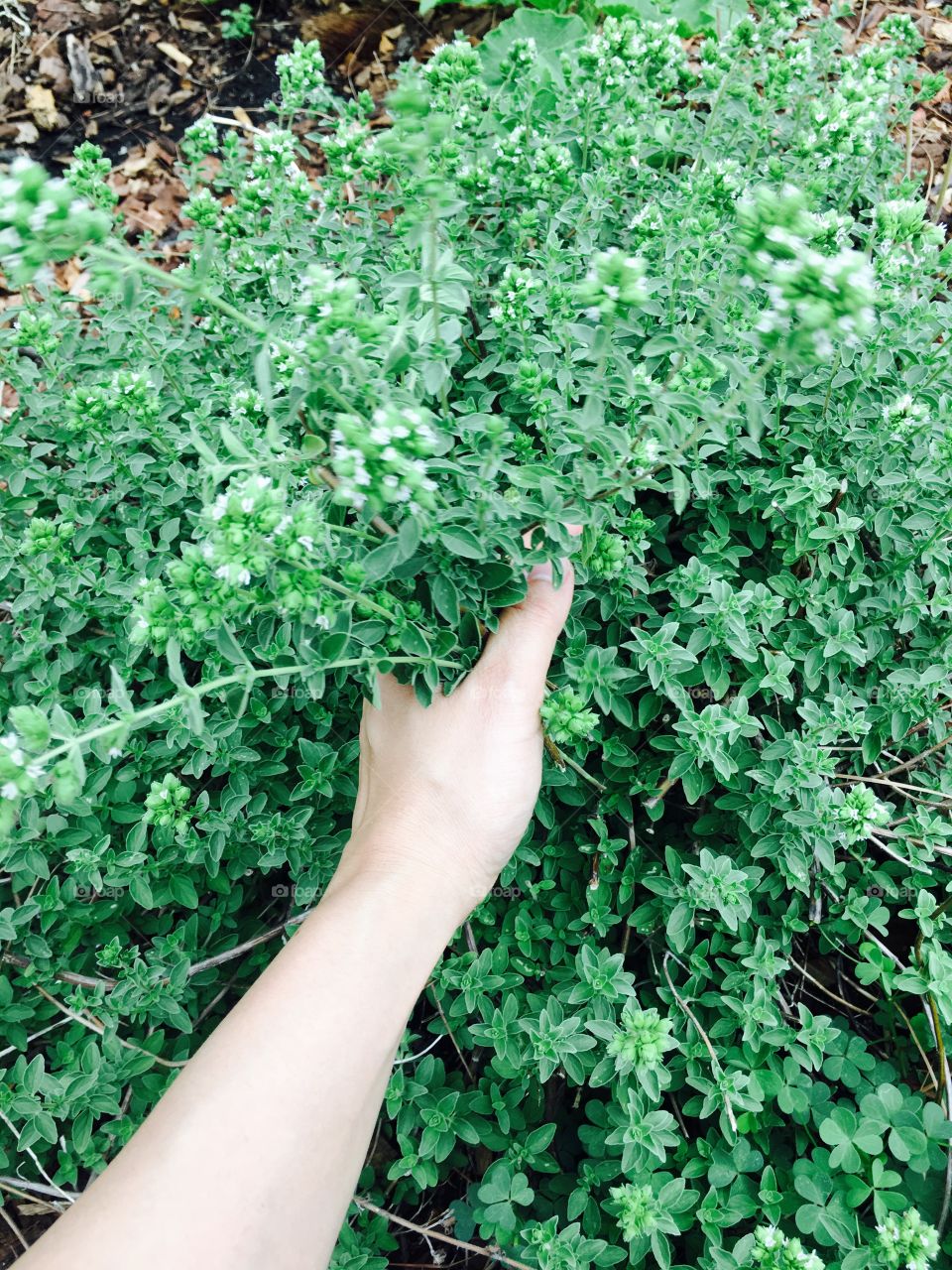 Fresh Oregano 