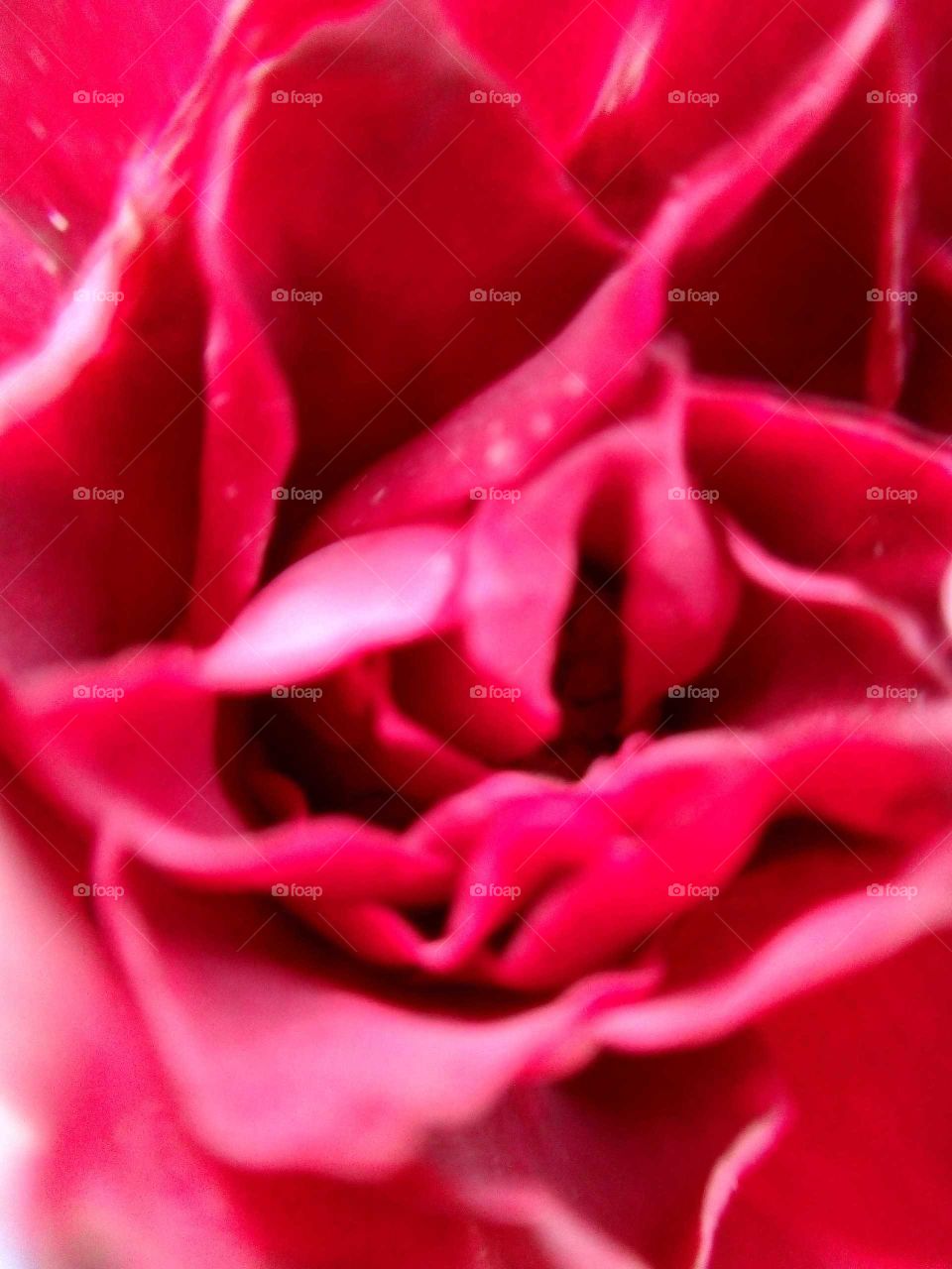 Rose petals close up