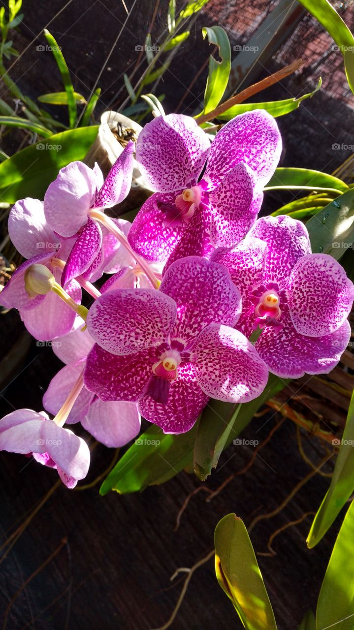 Lindas flores de Orquídea Vanda.