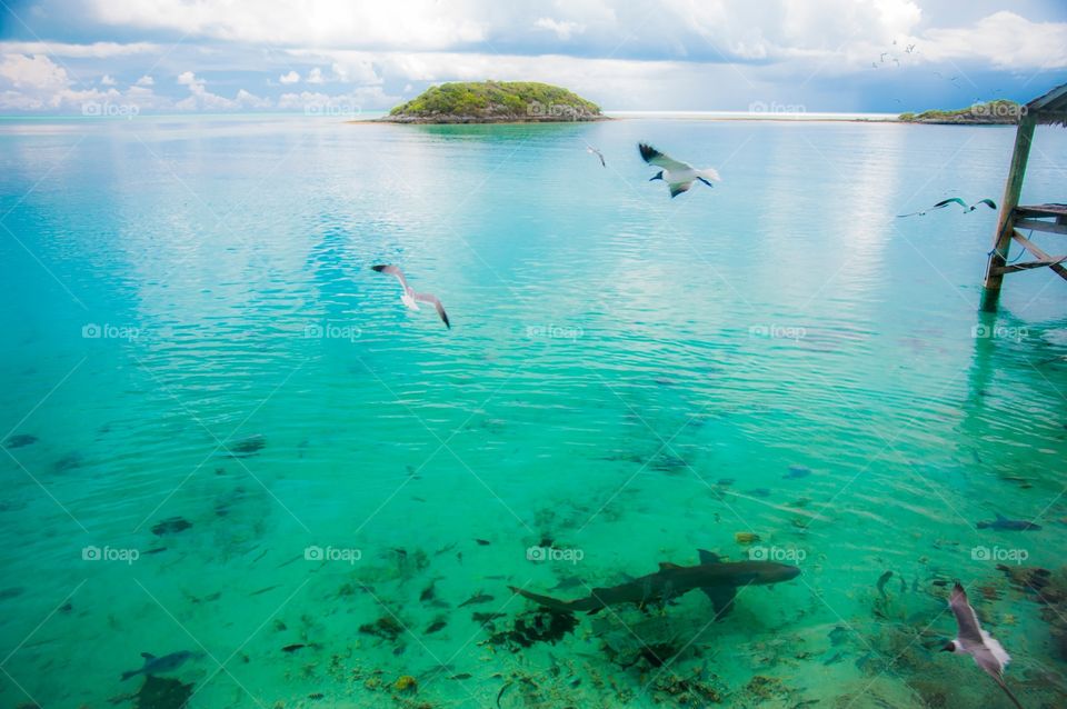 Seagulls and Sharks, off the shore of a private remote island in Xuma Bahamas 