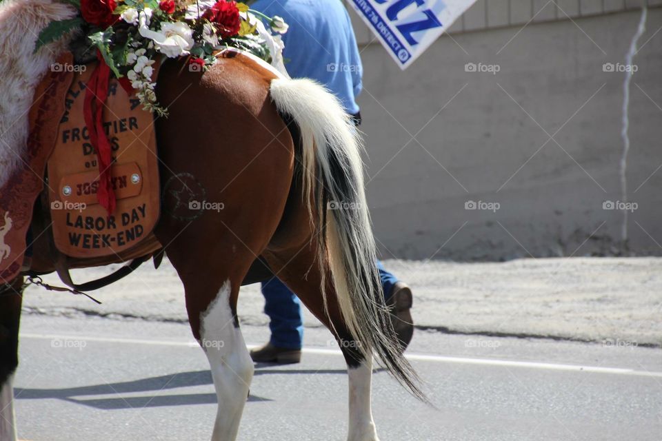 Tail