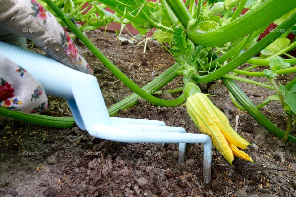 I put some seeds in the soil from the pumpking I bought last year. It worked perfectly and I now have a
lot of pumpkin plants in my garden.