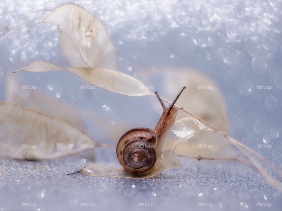 Snail on leaf 