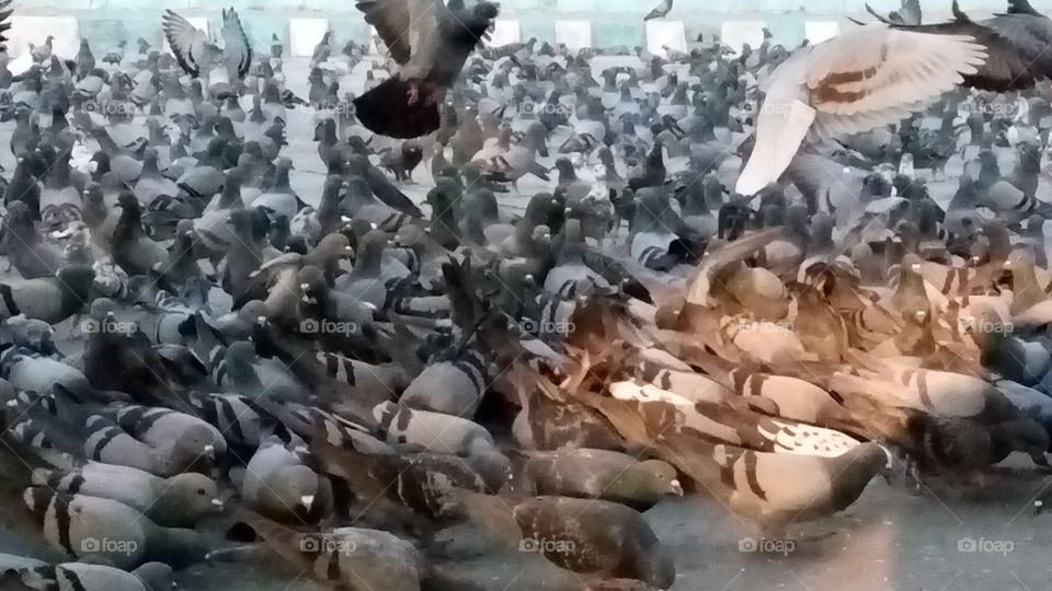 pigeons army