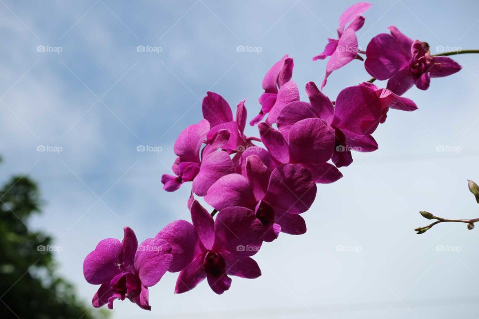 Orchid