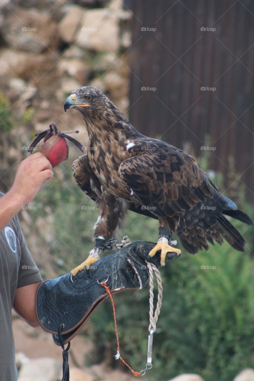 Eagle held on hand