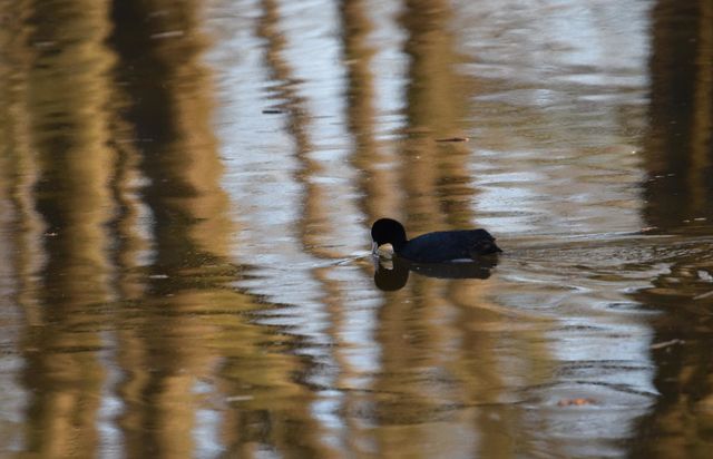 Water Bird themes