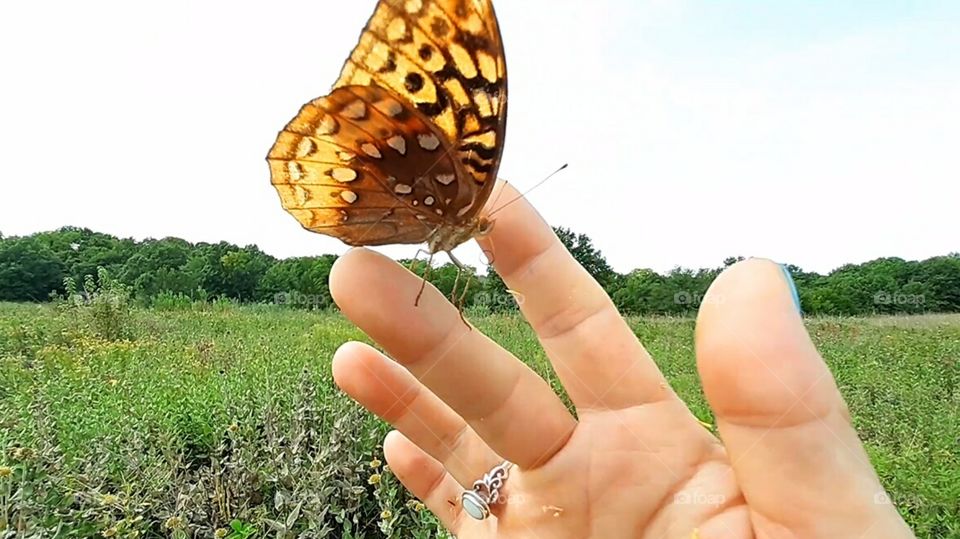 Gulf Fritallary