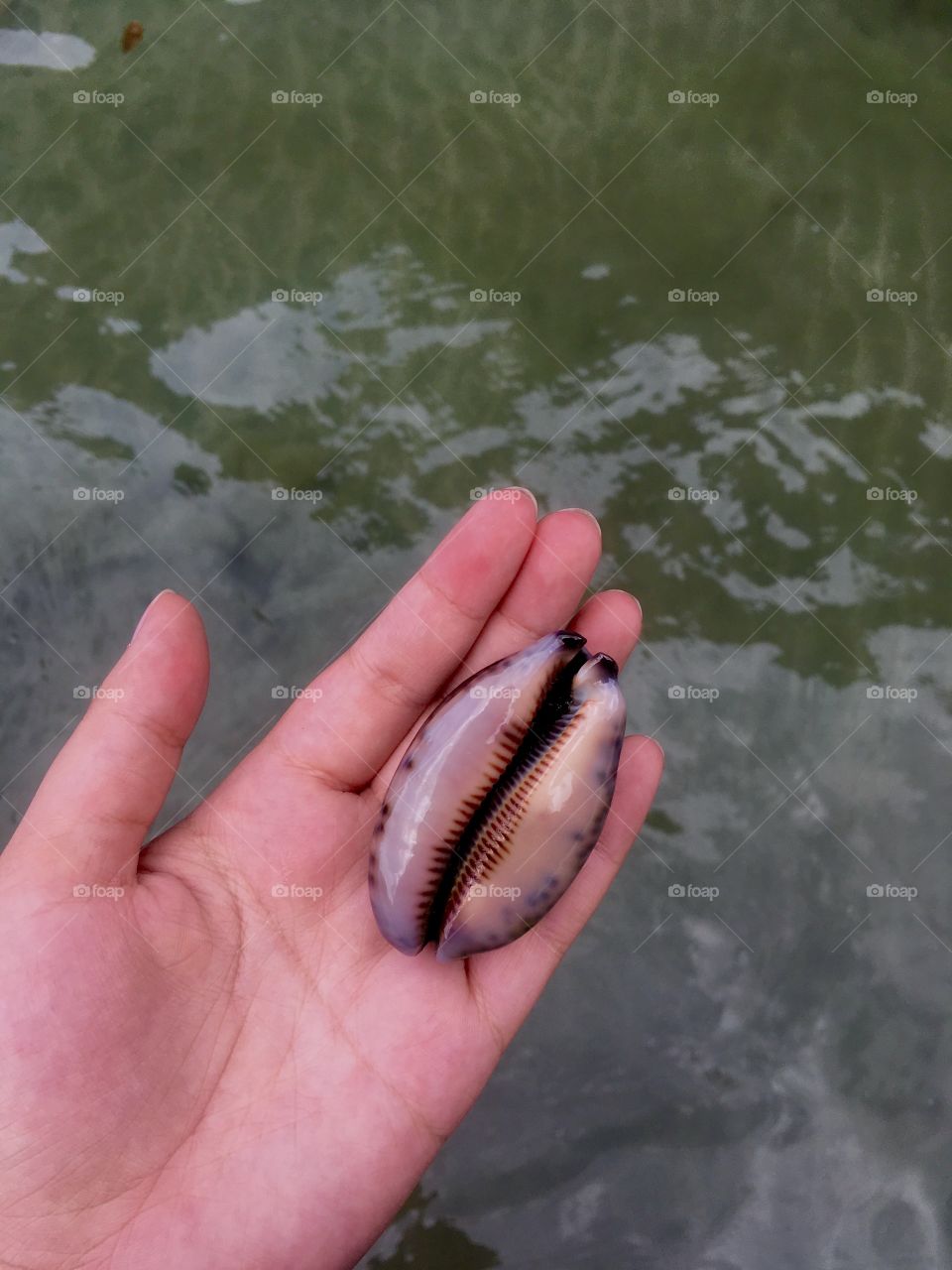 Cowrie shell that houses a sea snail 