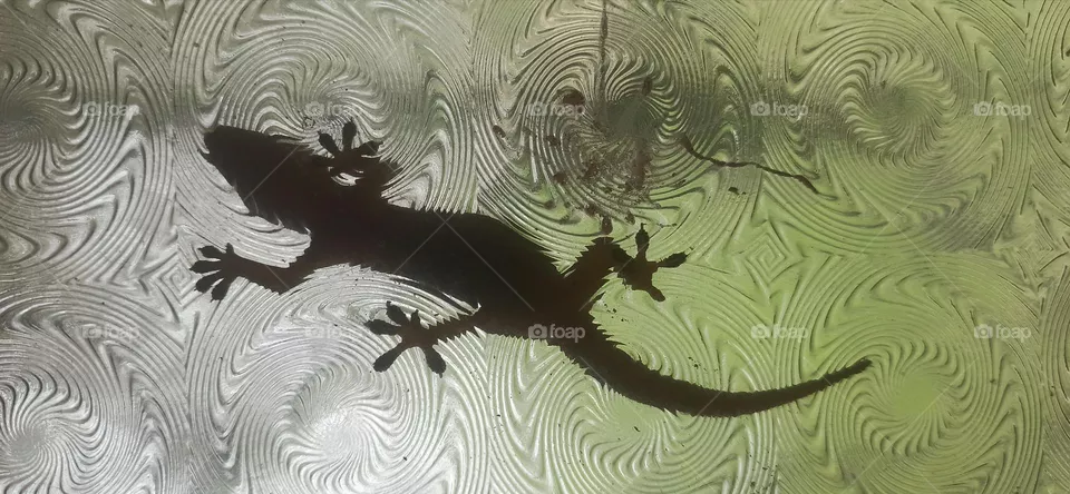 Lizard