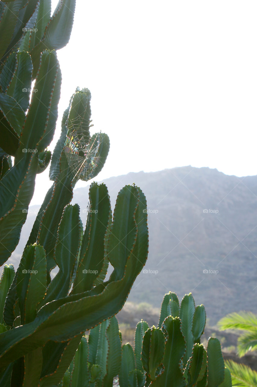 Cactus, Nature, Succulent, Flora, Leaf