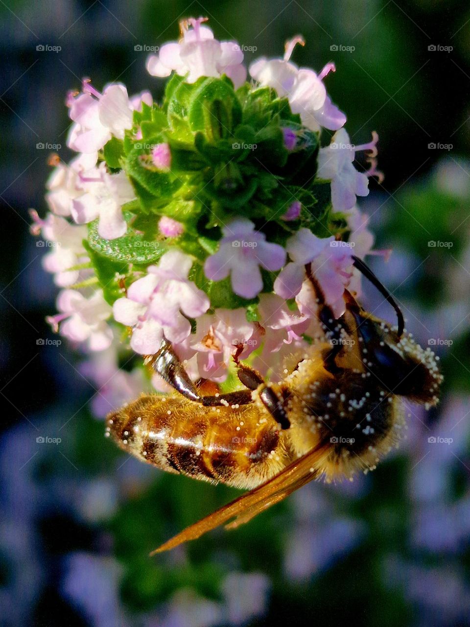 bee collecting pollen