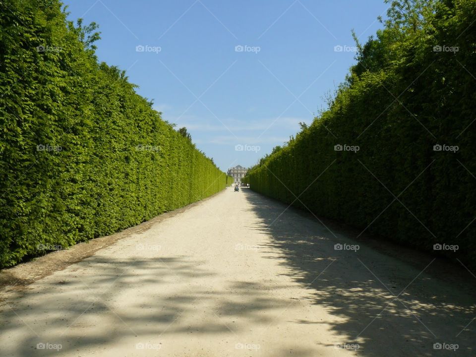 Versailles-among the hedges