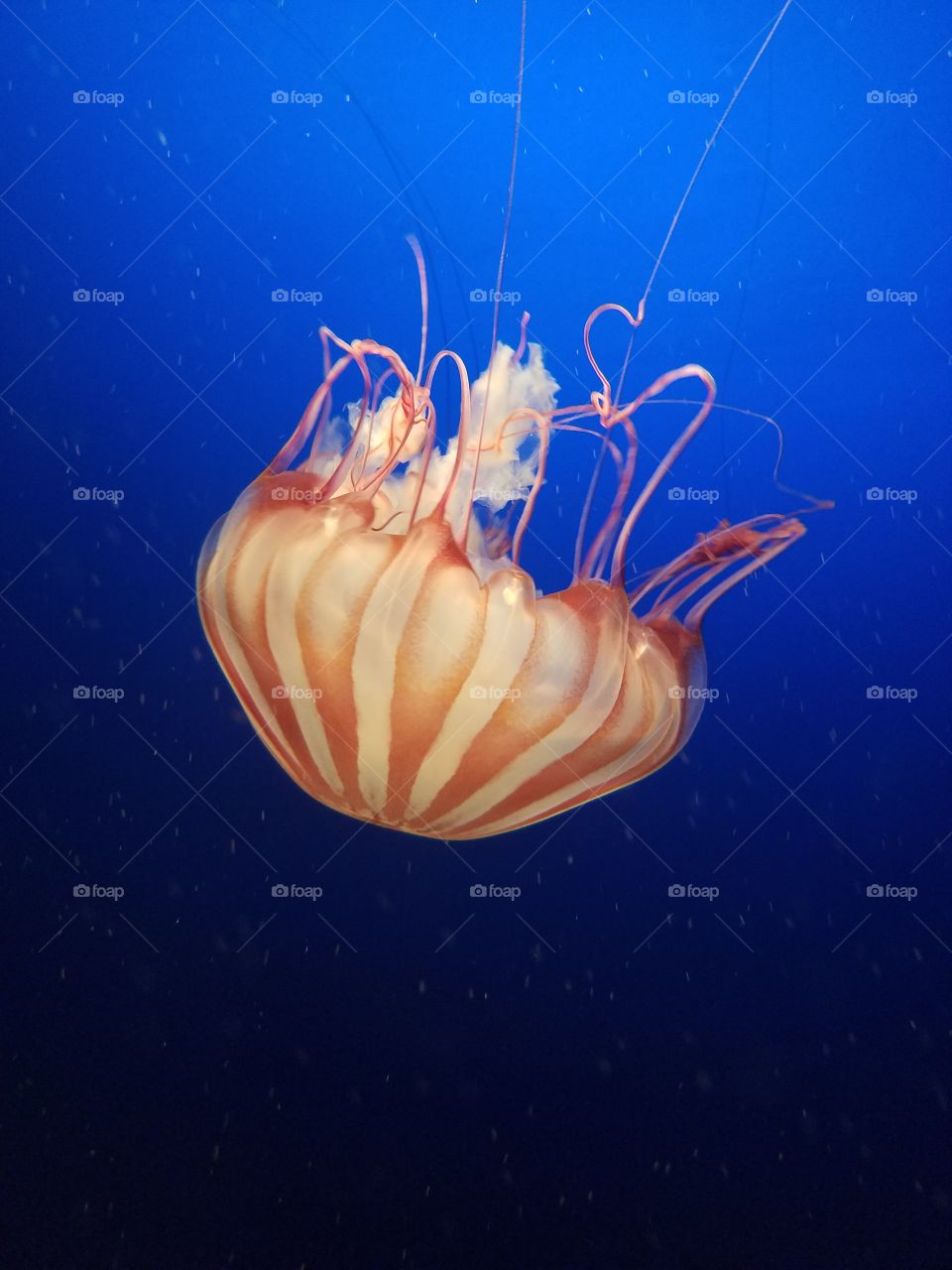Jellyfish at the Henry Doorly Zoo