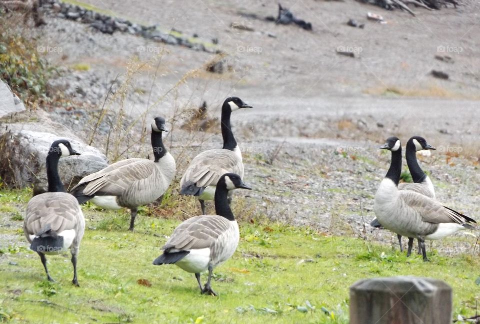Canadian geese 