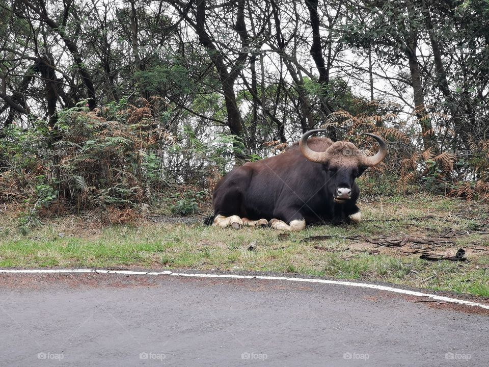Gaur, Indian Bison (Bos Gaurus )