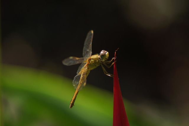 dragonfly
