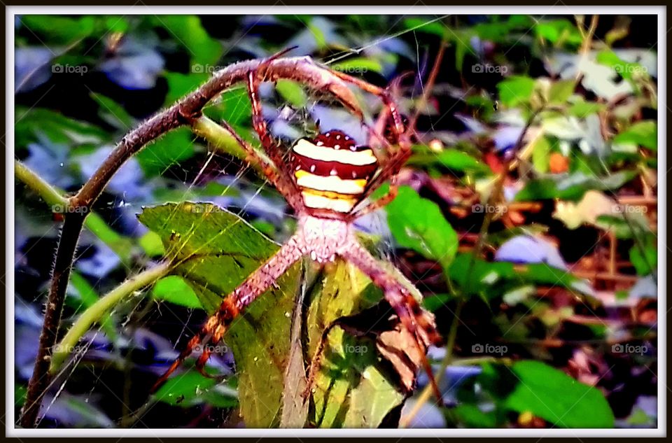 spider 10)