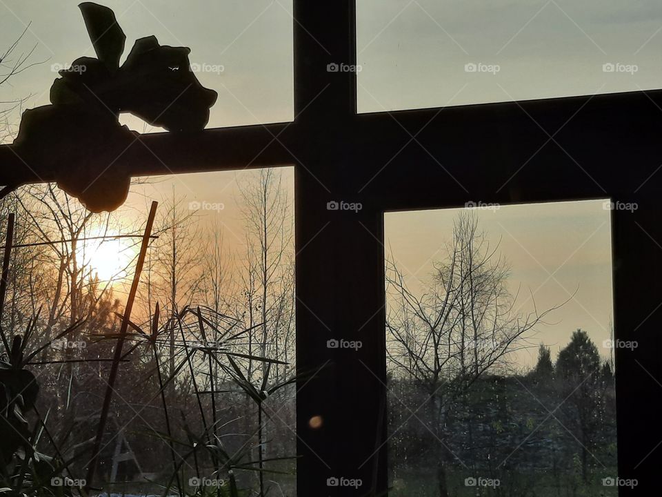 color black - garden view through the window with a black frame and silhouettes of  trees