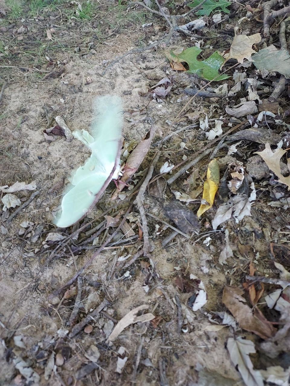 he must have gotten injured he seems to be having trouble flying he can't get off the ground.