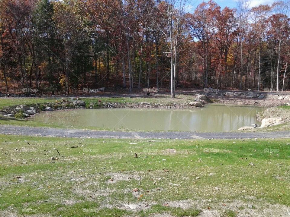 pond