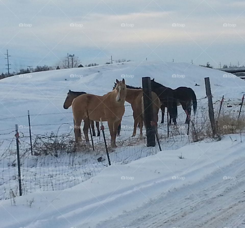 Idaho horses