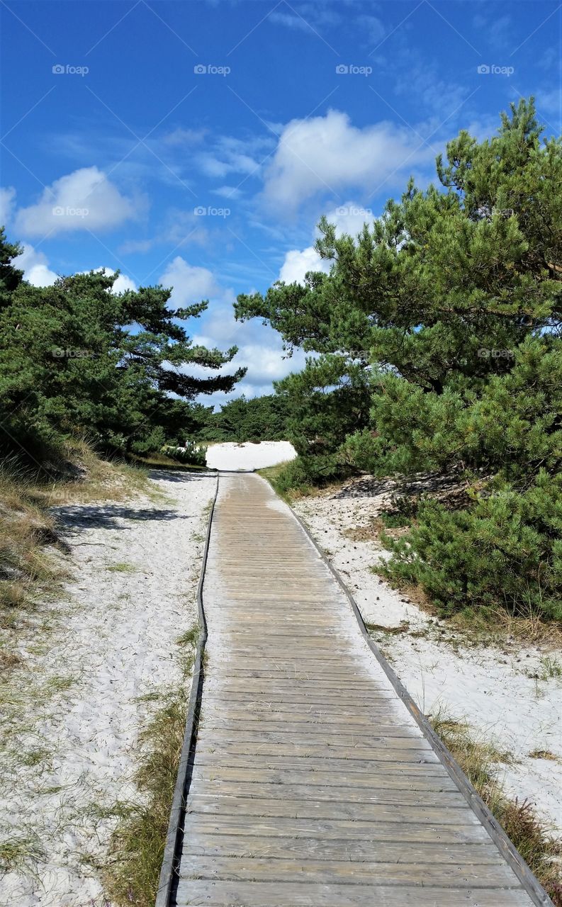 long way to the beach on wood planks in a beautiful nature