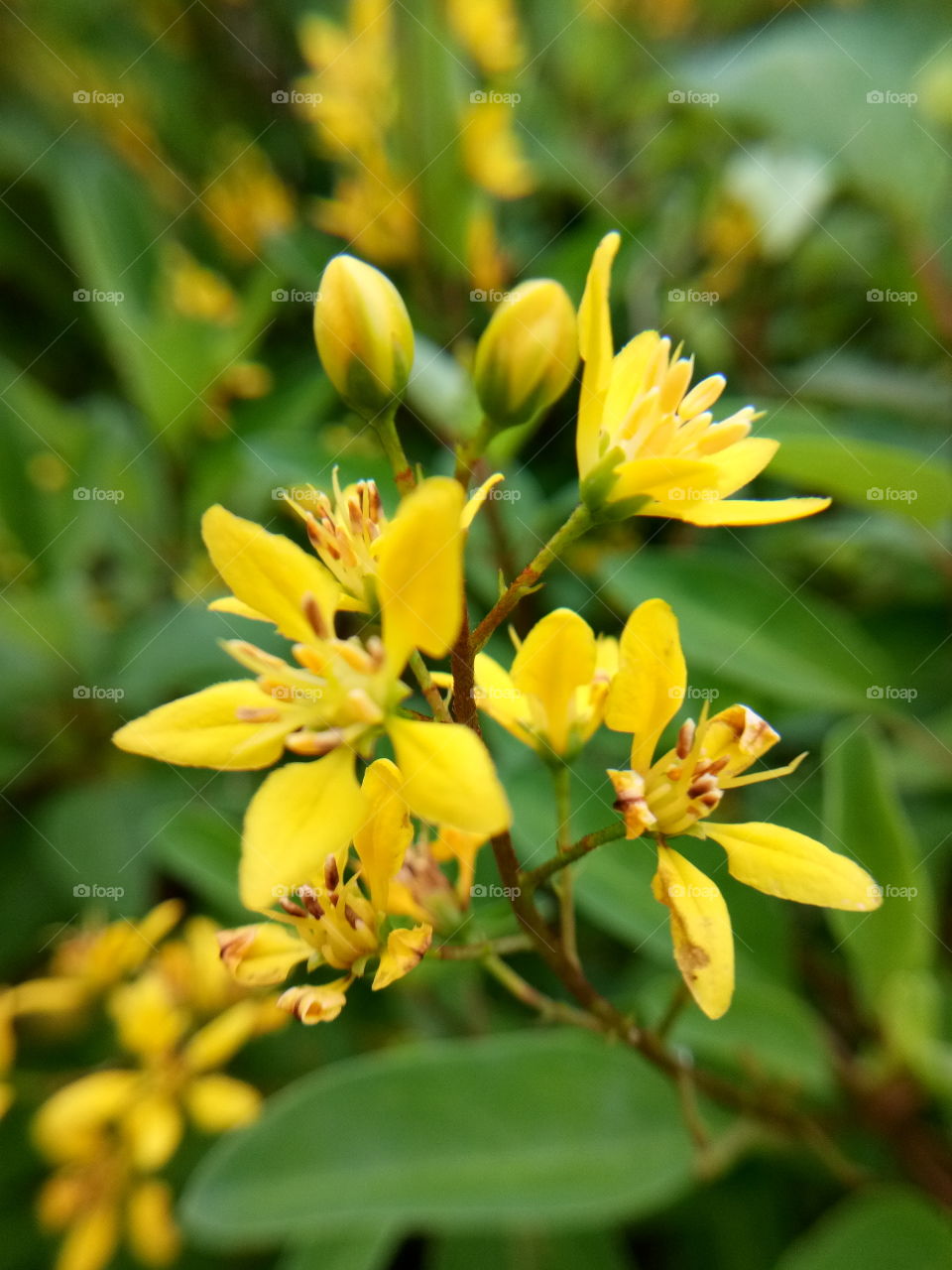 yellow  flowers