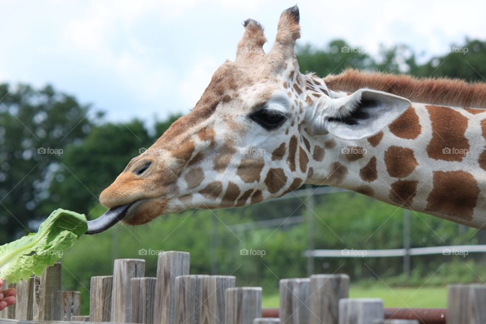 A giraffe at the zoo enjoying a lettuce leaf! 