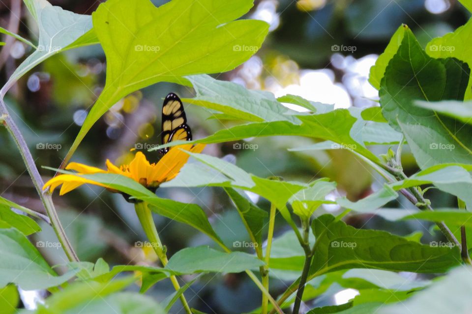 Pequena borboleta na flor amarela