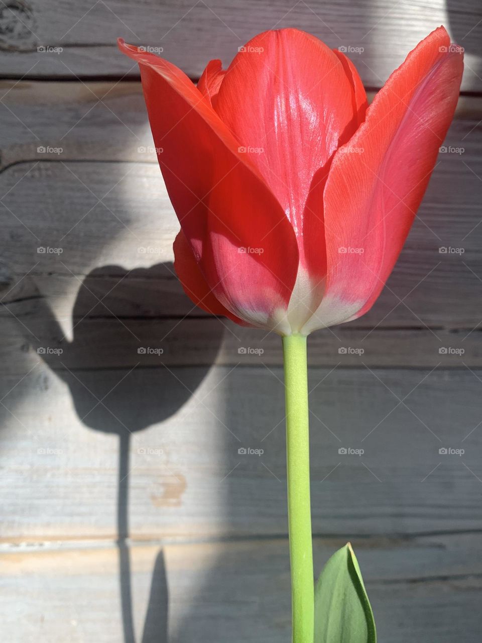 a red tulip hit by direct light draws sharp shadows on the wooden background