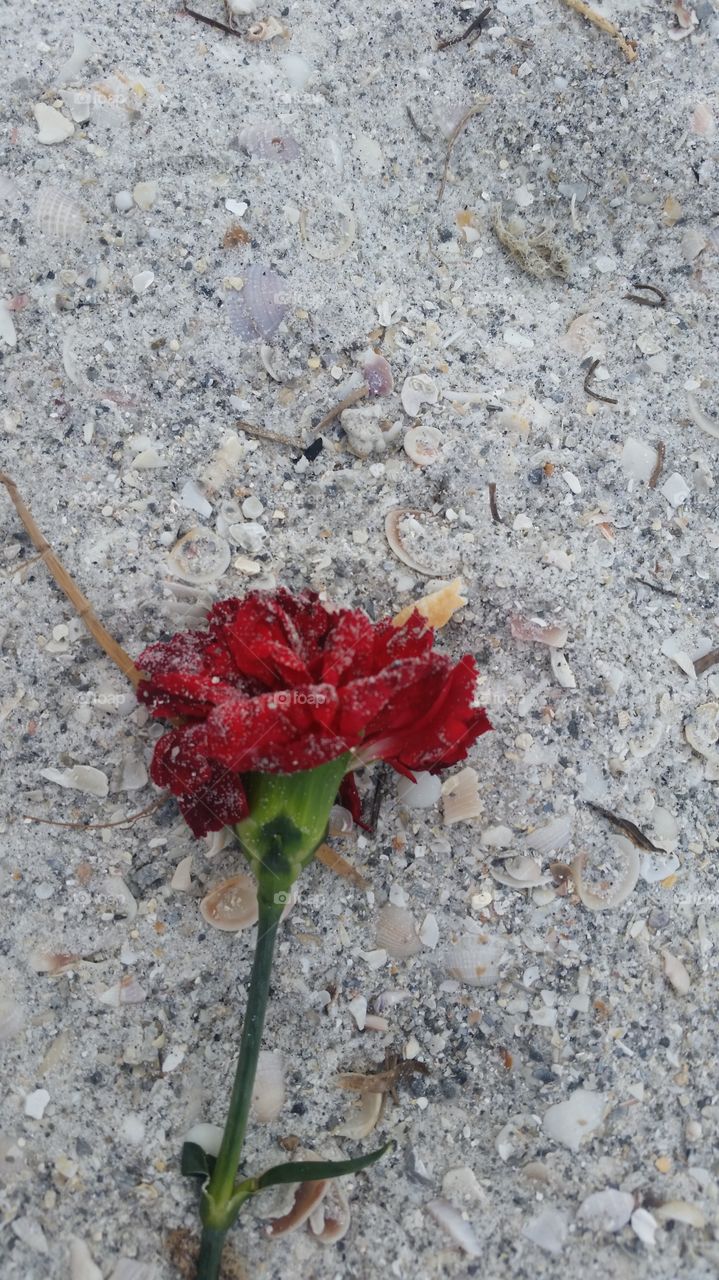 Deserted flower