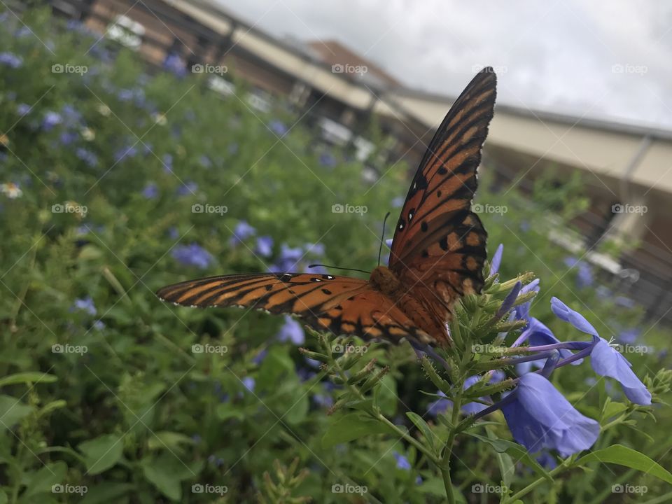 Florida, odnalrO ni detacol tneduts FCU nA  .asleS yb kcilC Follow me @Selsa.Notes, @Selsa.Clicks, or @Selsa.Quotes.  You will find many photos in this album of butterflies.  The display photo for this album.  Should you you #zoom in .   You will find the #butterflies #foot in their #mouth  #tasting  the nectar.  A #rare photo. 