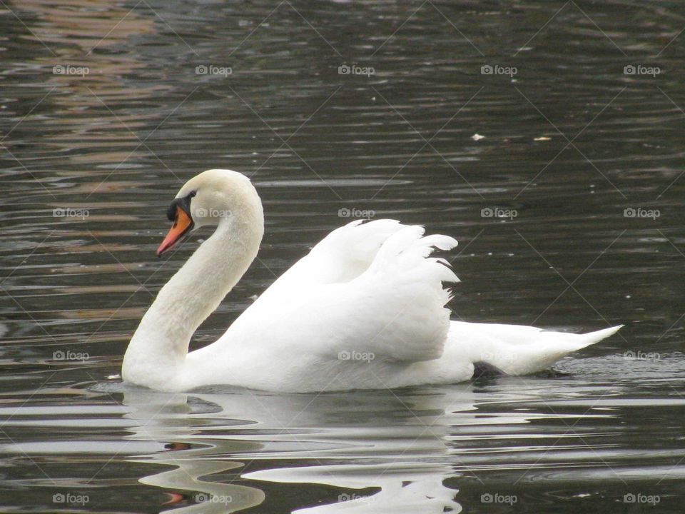 Bird, Swan, Water, Lake, Waterfowl