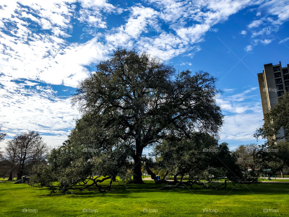 A beautiful mature live oak at the second oldest city park in the United States of America.  It is a beautiful bright partly cloudy day.