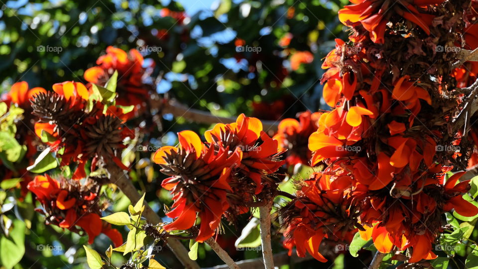 Orange flowers on tree branches