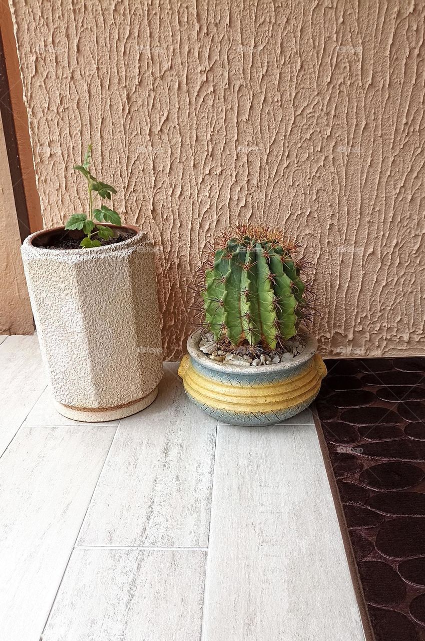 cactus in pot house plants on a wall background, view from the ground