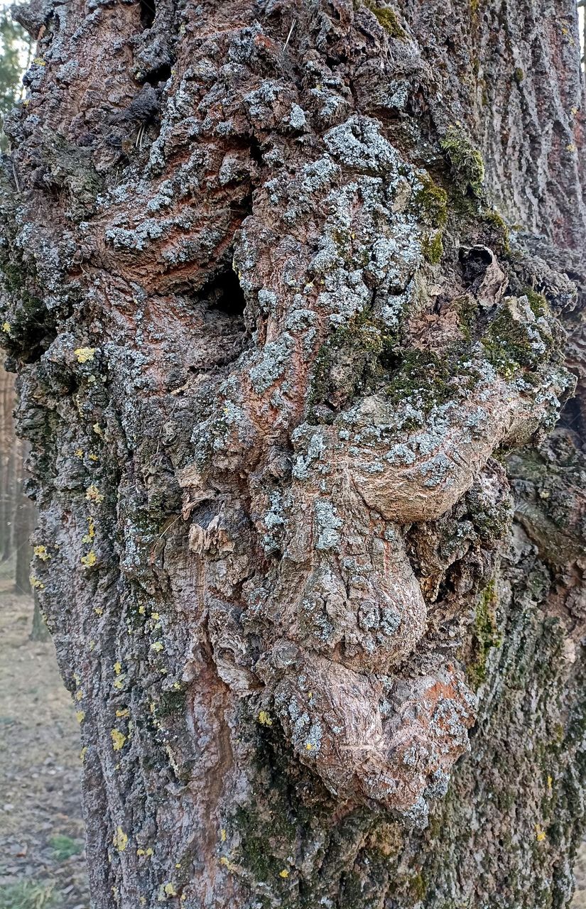 bark tree fantastic face 😍 beautiful texture background