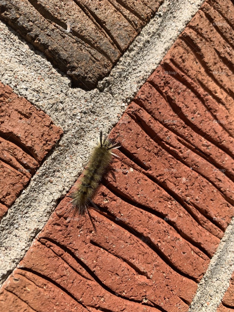 Caterpillar on brick